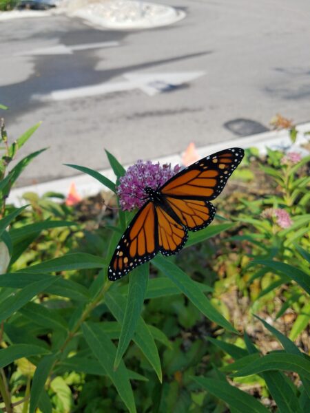 A photo of a Monarch Butterfly on Blooming Swamp Milkweed.