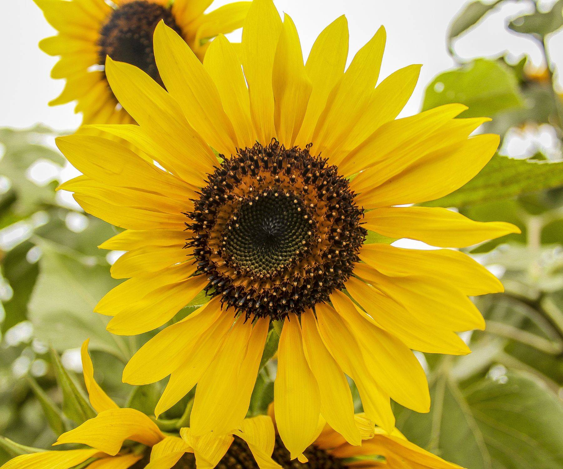 A photo of a large sunflower